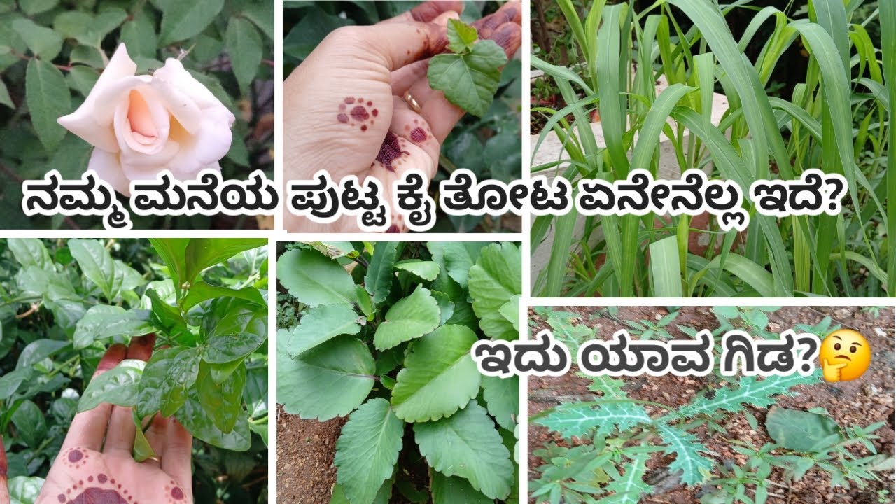 ನಮ್ಮ ಮನೆಯ ಪುಟ್ಟ ಕೈ ತೋಟ ಏನೇನೆಲ್ಲ ಇದೆ?🤔ಮನೆಯ ಹತ್ತರ ಸ್ವಲ್ಪ ಜಾಗ ಇದ್ದರೆ ಸಾಕು?  #maantaanvlogskannada