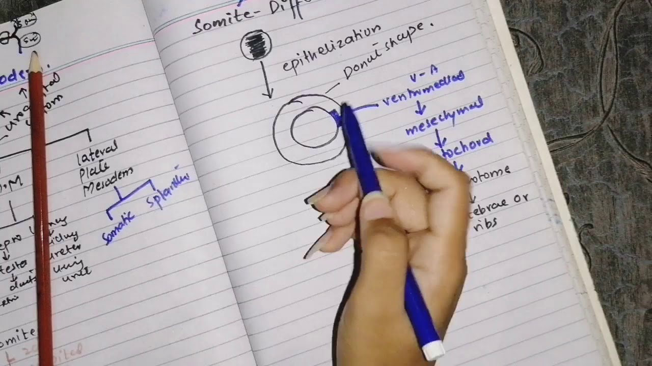 Somite differentiation in easy way quick understanding