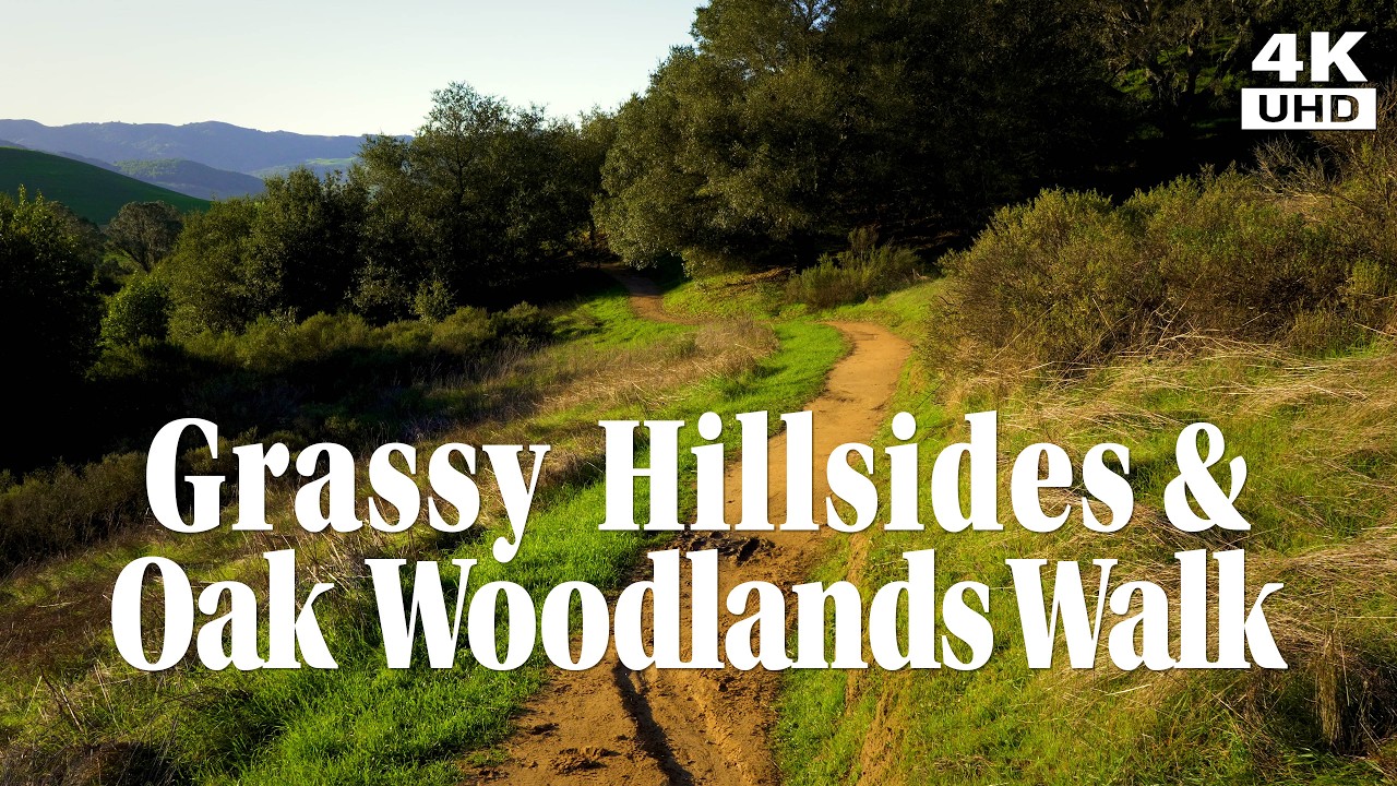 Quiet Grassy Hillside and Oak Woodland Walk on West Wind Trail at Helen Putnam Regional Park