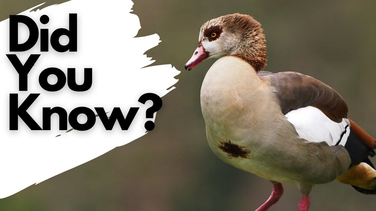 Things you need to know about EGYPTIAN GEESE