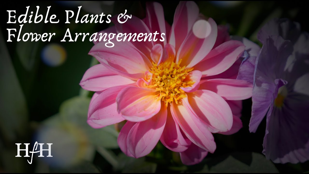 Edible Plants & Flower Arrangements | Creative Ideas for Your Spring Garden
