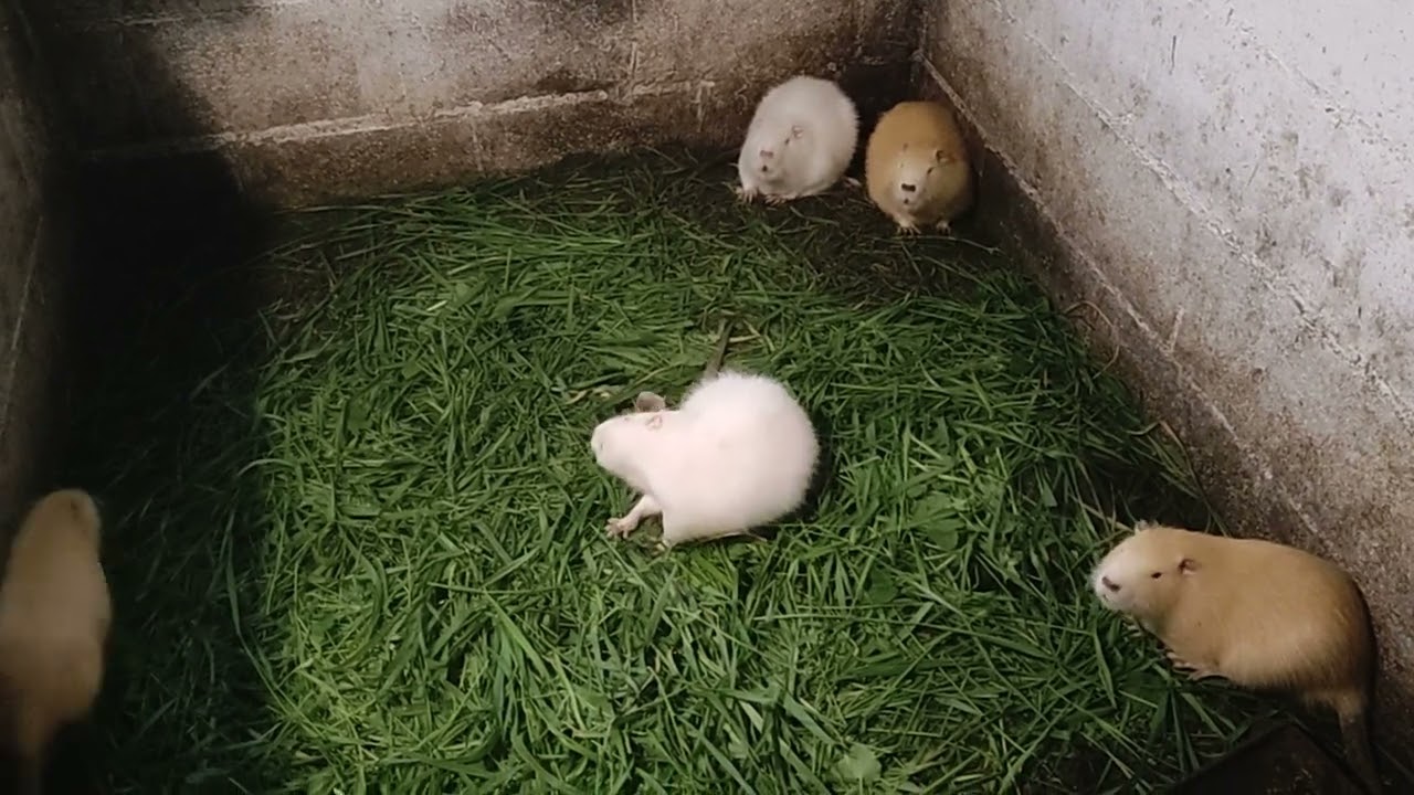Много зелени для нутрий!!!