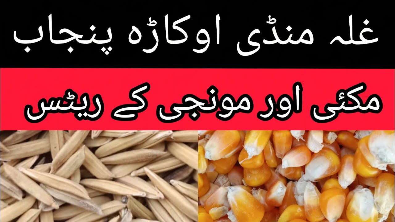 DHAN PRICE TODAY OKARA MANDI PUNJAB MAIZE RATE TODAY OKARA MANDI PUNJAB PAKISTAN