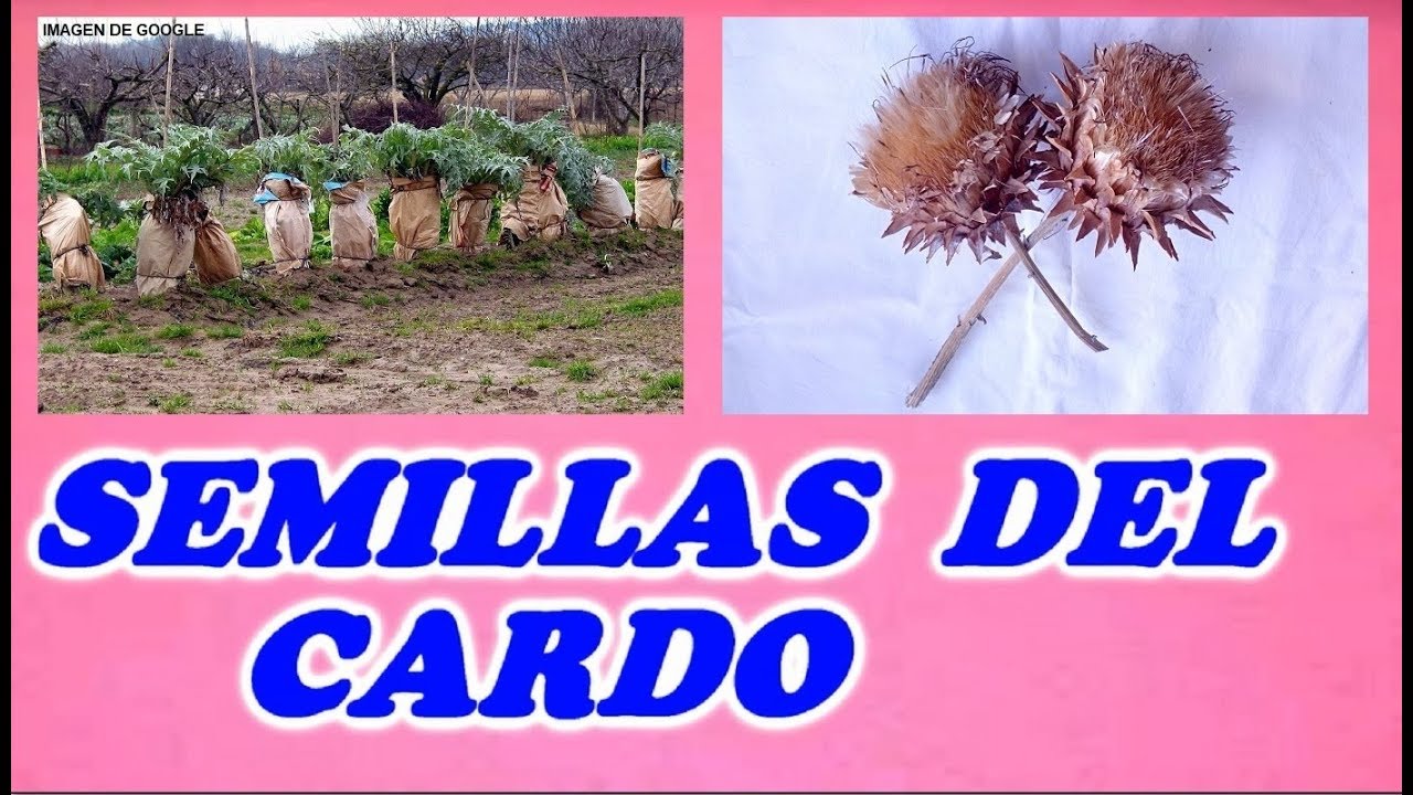 Como Obtener Semillas del Cardo Blanco Comestible // Todo Huerta y Jardín