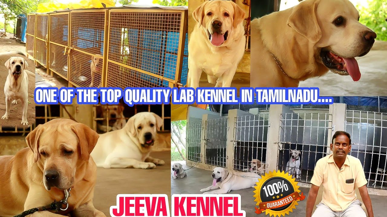 Jeeva Kennel - Kanchipuram | Show Line Labrador Kennel - Direct Import Breed|Puppy Sales, Dog Sales|