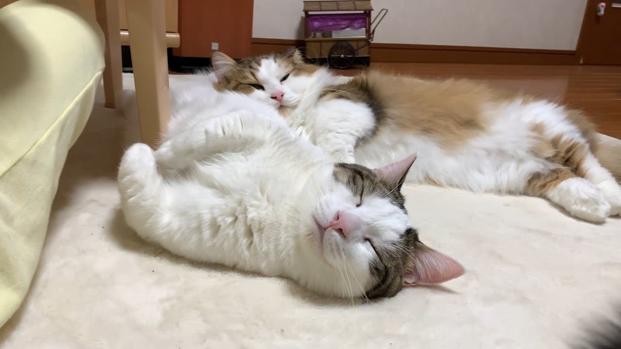 猫枕で寝る猫