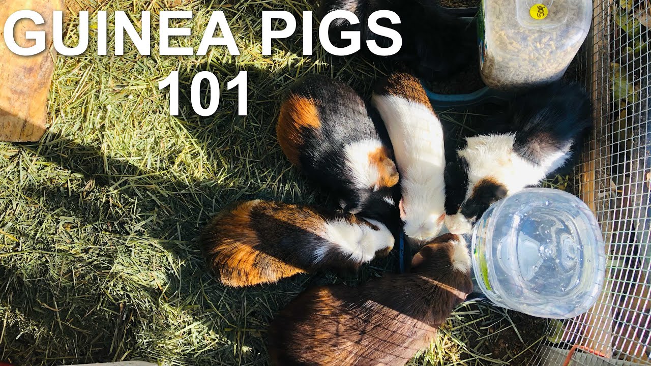 RAISING GUINEA PIGS 101 | everything you need to know!