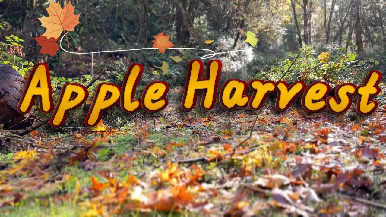 Сбор яблок на ранчо!