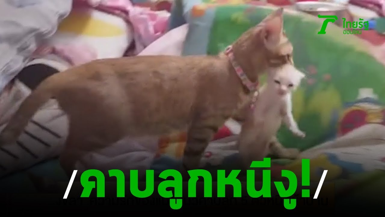 ความรักของแม่! แมวคาบลูก 5 ตัวหนีงูเข้าบ้าน | 14-02-63 | ตะลอนข่าว