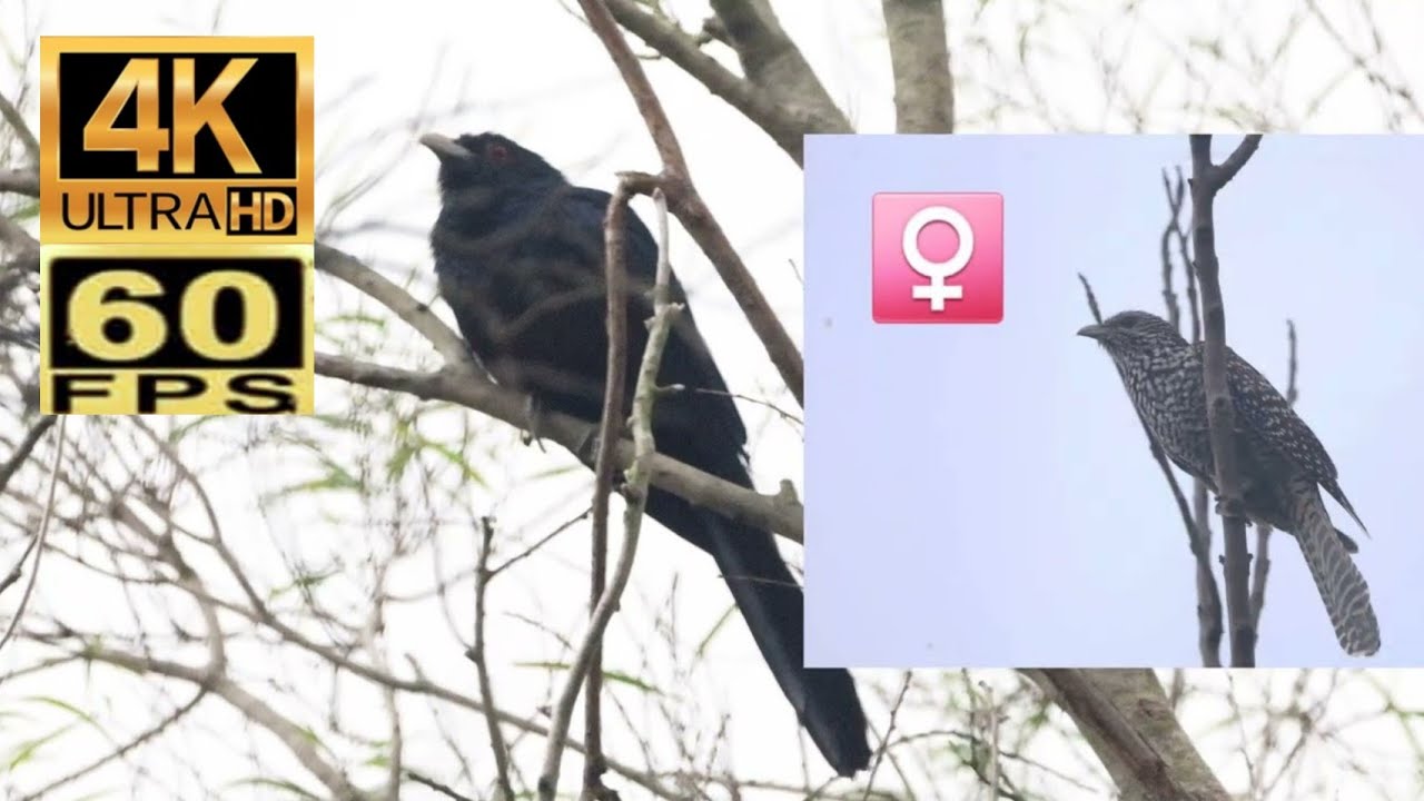🎶香港雀鳥：噪鵑  Birds of Hong Kong Asian koel オニカッコウの鳴き声