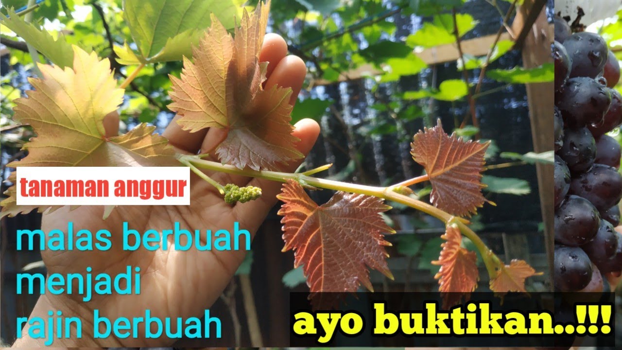cara agar anggur berbuah lebat dan rajin berbuah
