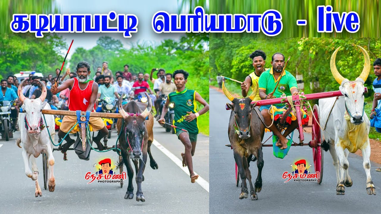 Kadiyapatti periyamadu live 2026