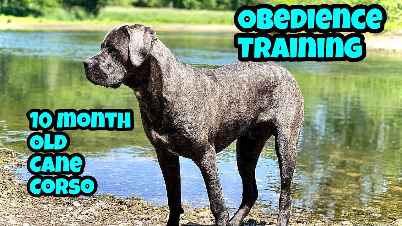Cane Corso Obedience Training and River Adventure! 10 month old Corso