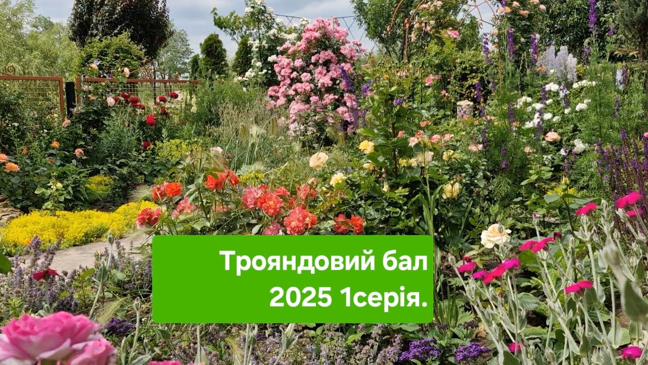 Трояндовий рай 2025 /1серія/