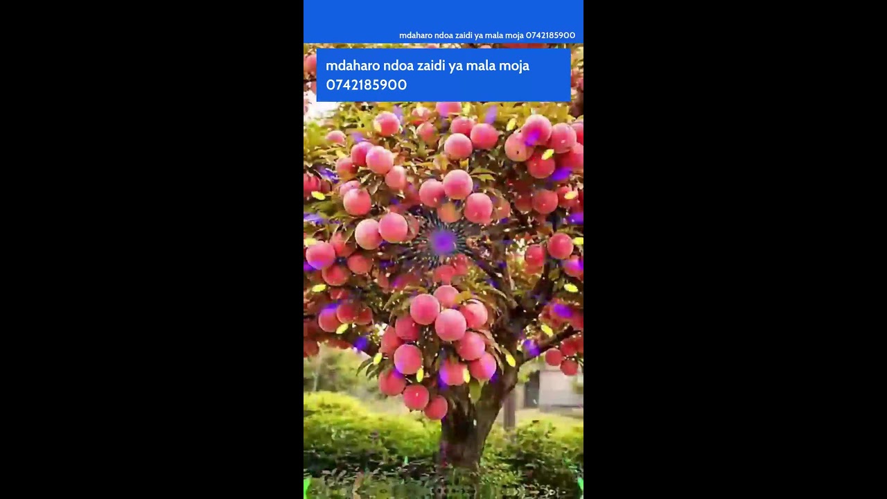 8 pmmdaharo ndoa zaidi ya moja 📱