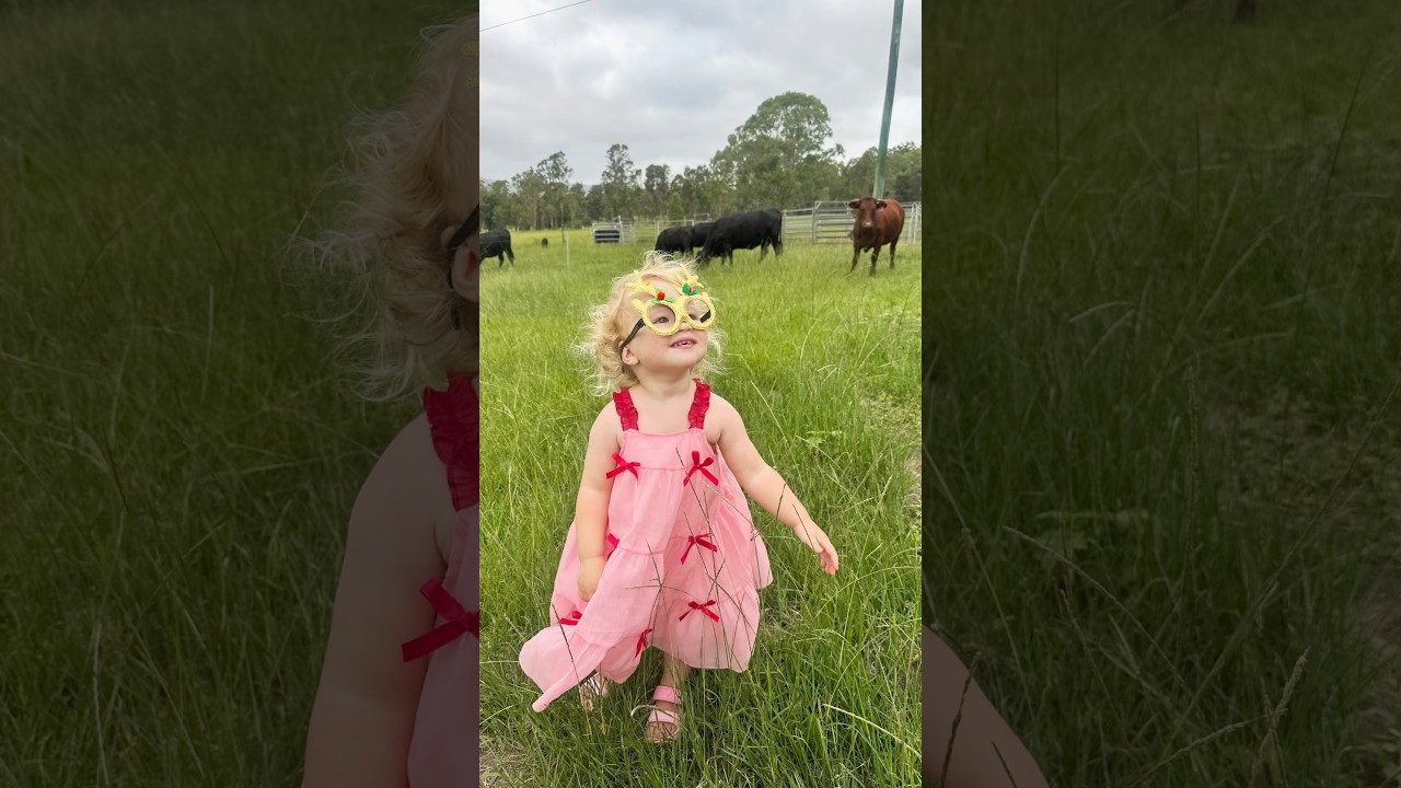 Goldie in a field of Cows 🐄 Christmas Day ❤️🎄