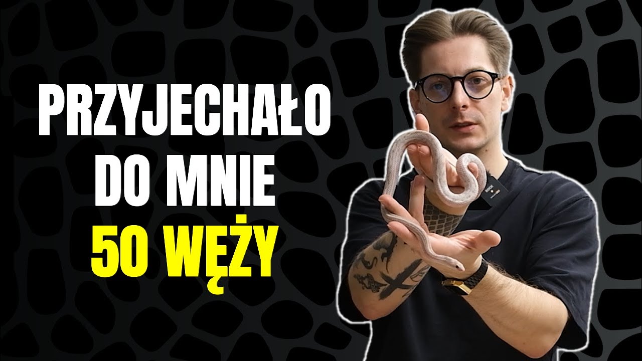 Kupiłem 50 węży zbożowych! Który zostanie w mojej hodowli?