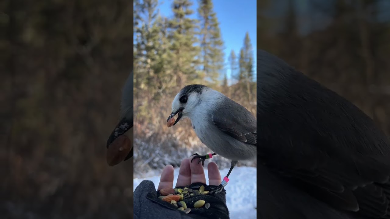 Hand feeding curious Canada jays