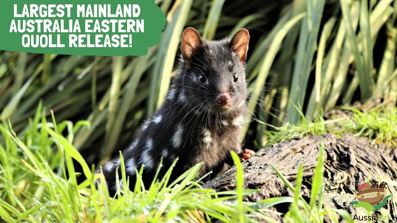 LARGEST MAINLAND AUSTRALIAN EASTERN QUOLL RELEASE!