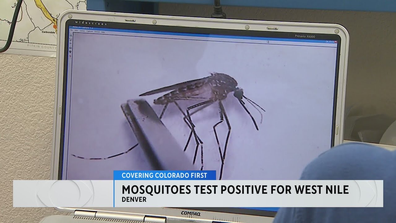 Denver mosquitos test positive for West Nile Virus