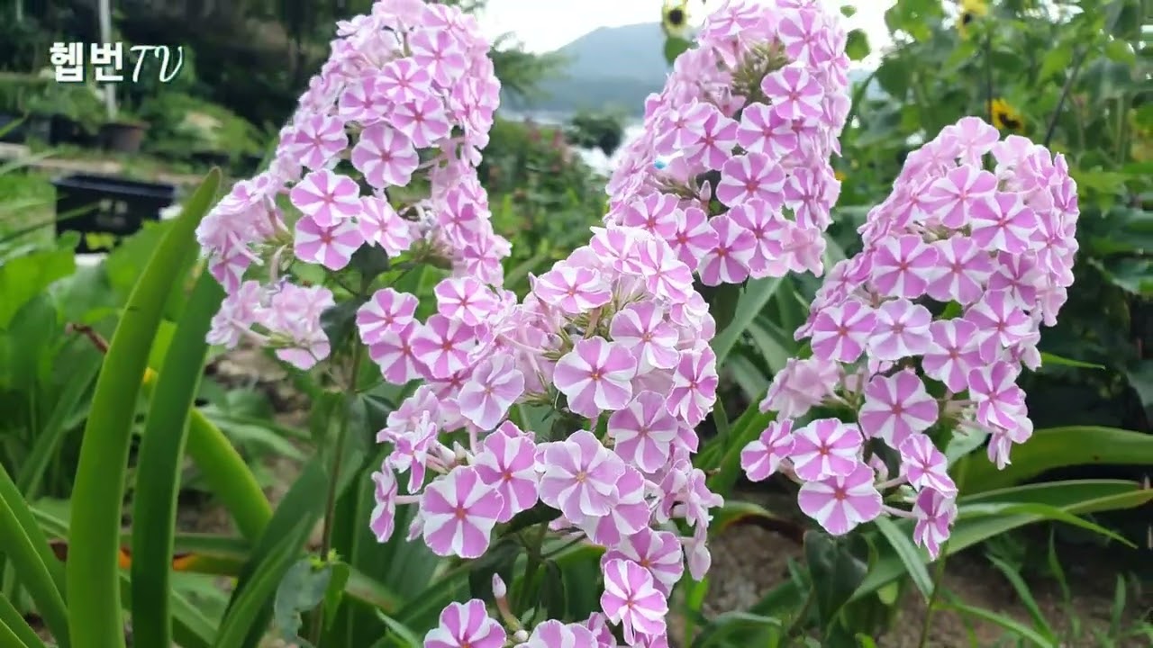 🌳 Hepburn's garden 🌳  🍥 플록스 페퍼민트 🍥 숙근 다년초 🍥 화려한 여름 꽃