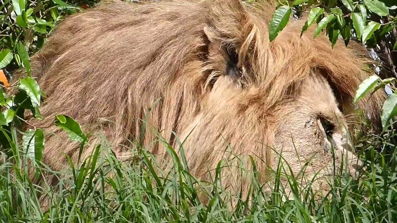 Grimace - Son of Notch - Big male lion of Notch Coalition - Masai Mara