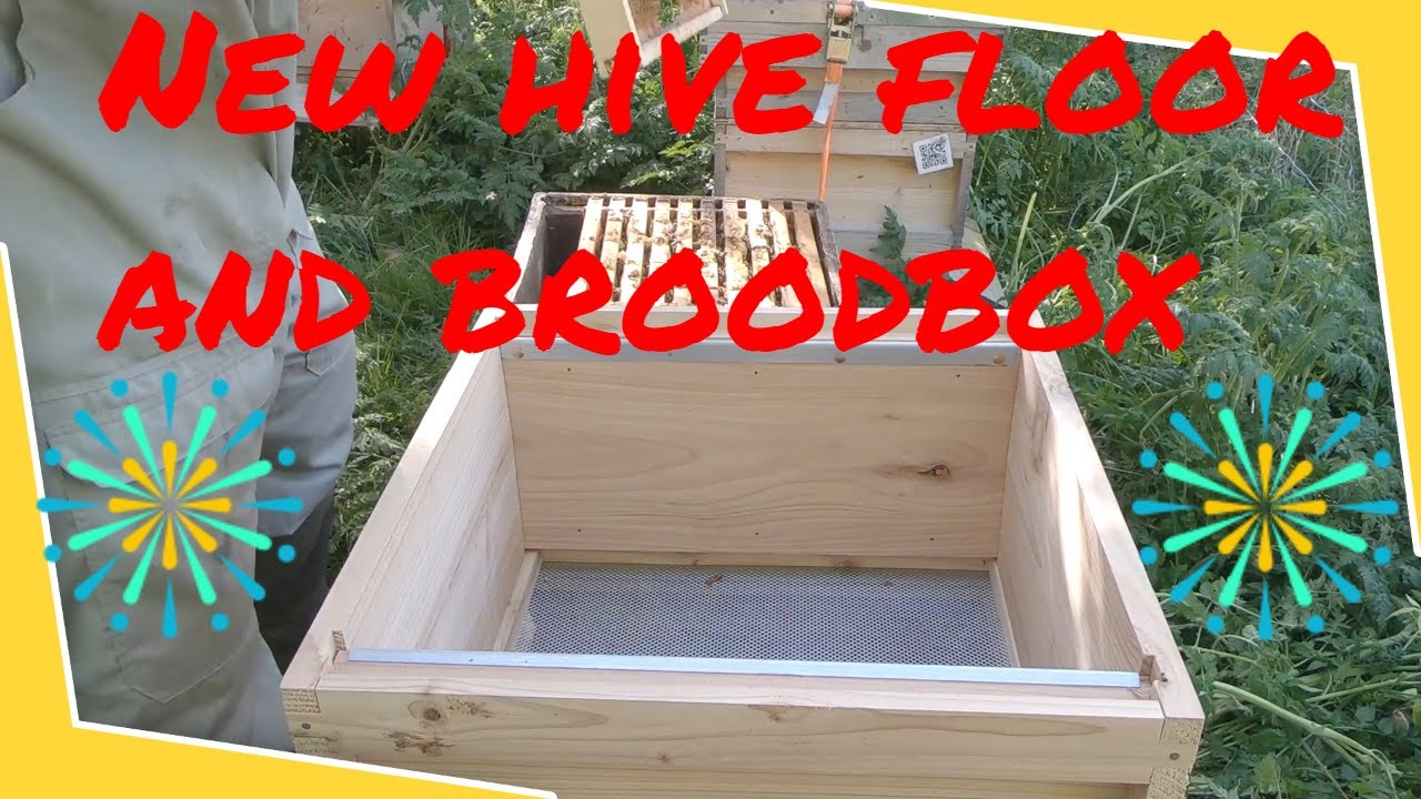Beekeeping 2021 Replacing old hive floor and broodbox with new #11
