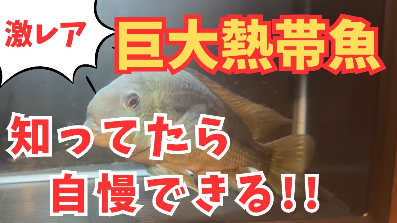 お魚たちが大移動！？ほとんど流通しない巨大な○○をお迎えしてみた！