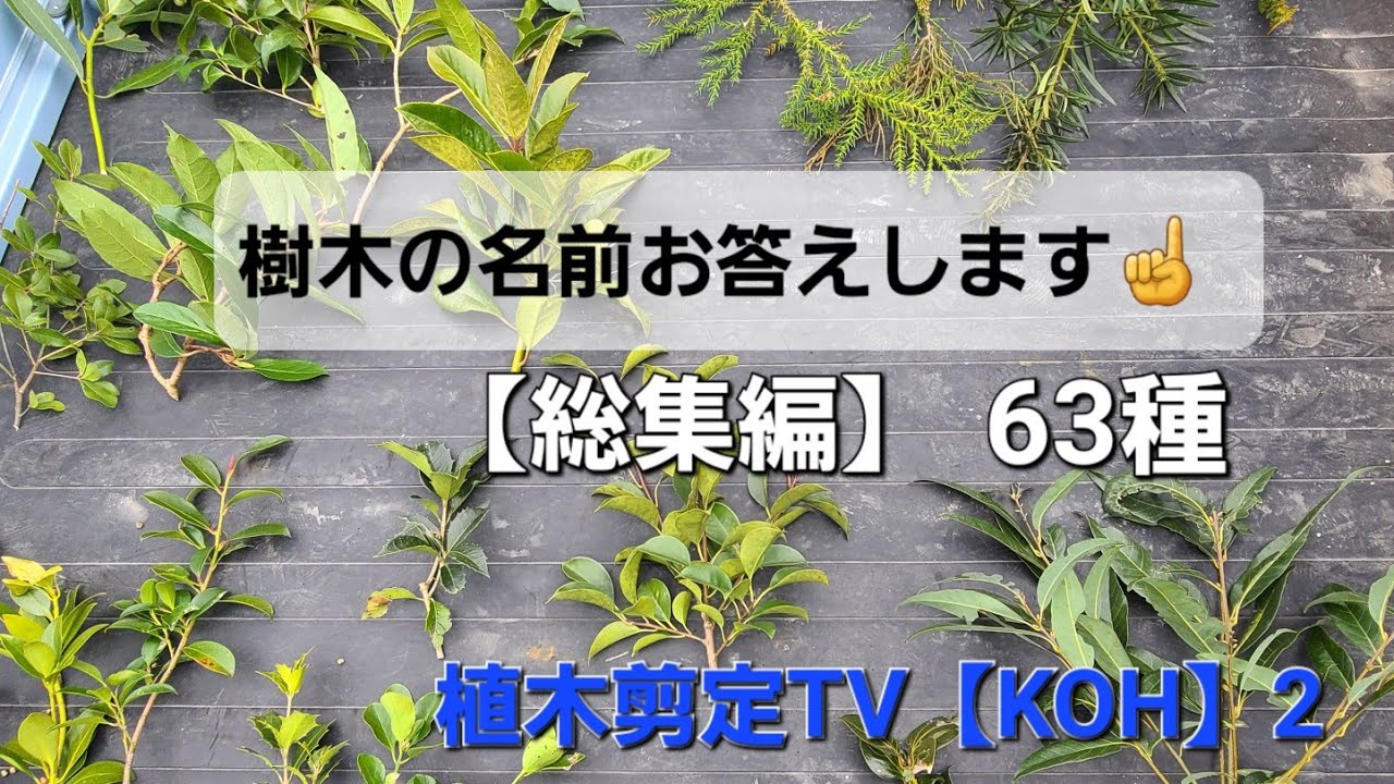 樹木の名前【63種】総集編❗画像のみとなります。【試験】