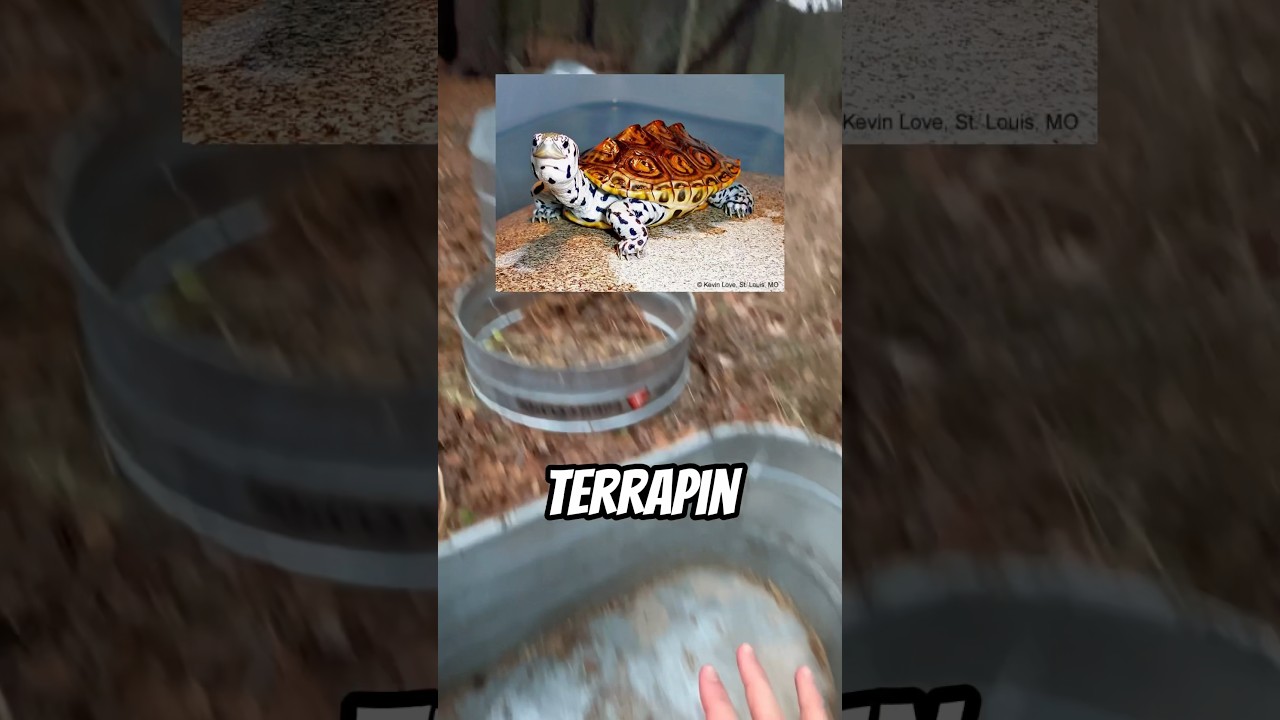 New POND For EXOTIC Turtles!?!?🐢