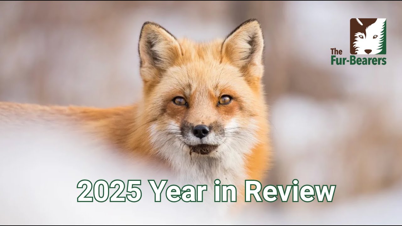 The Fur-Bearers' 2025 Year in Review