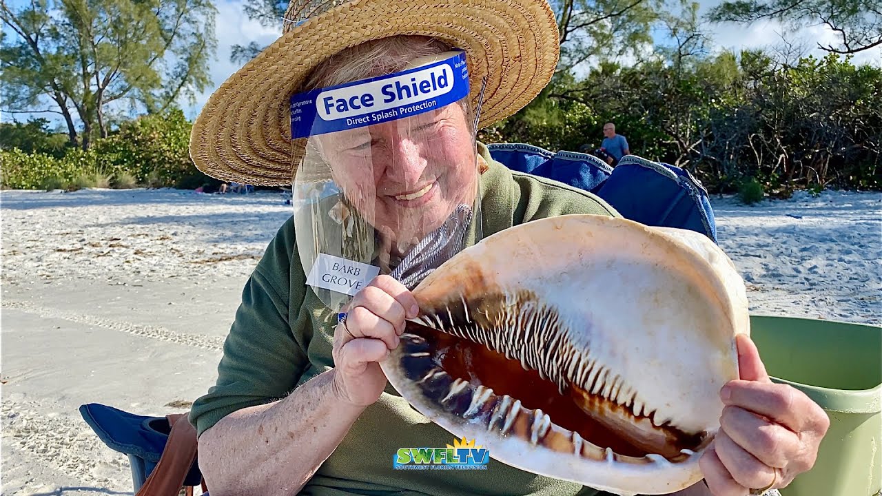 See Huge Seashells with Barbara Grove, The Shell Lady at Delnor-Wiggins 02.15.21