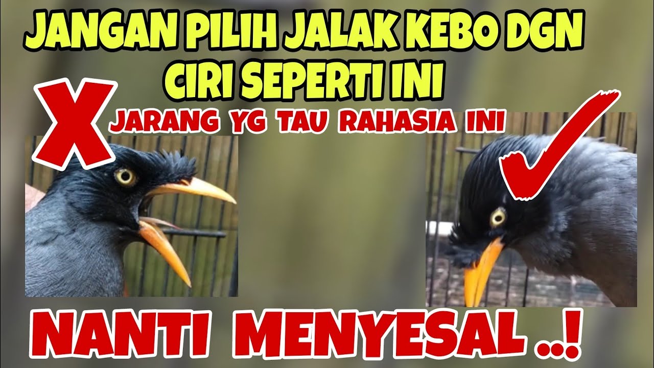 JANGAN PILIH JALAK KEBO DENGAN CIRI SEPERTI INI, JIKA DIPILIH PASTI MENYESAL !