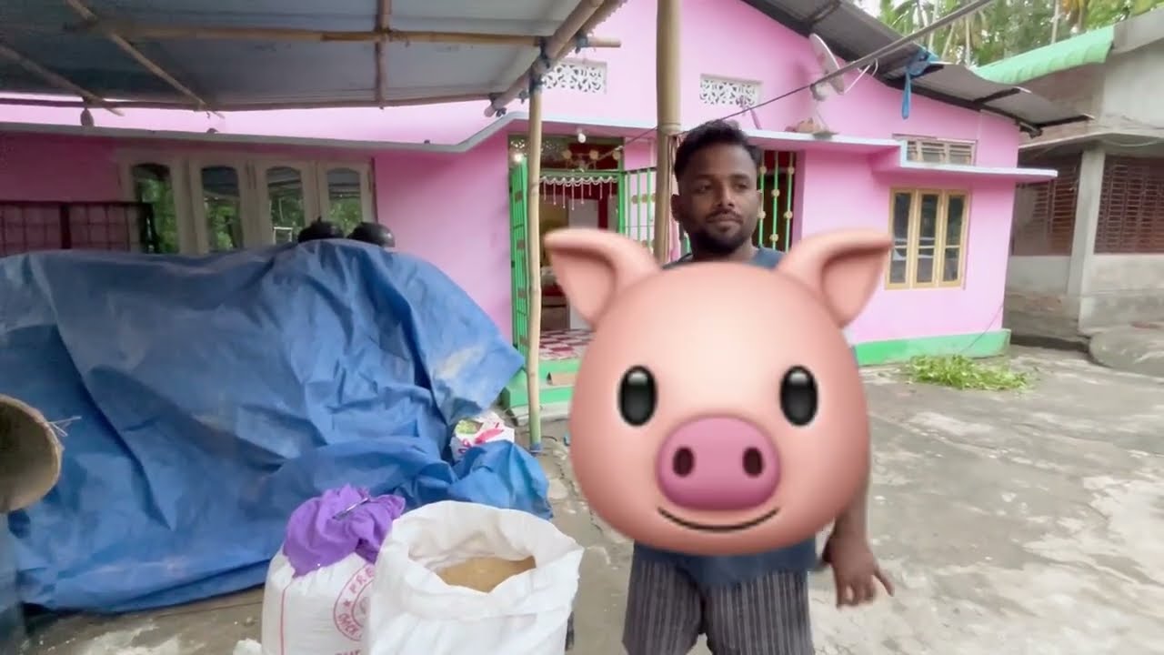 Soya Doc for pig feed // Pig farming in Assam // Karbi Anglong