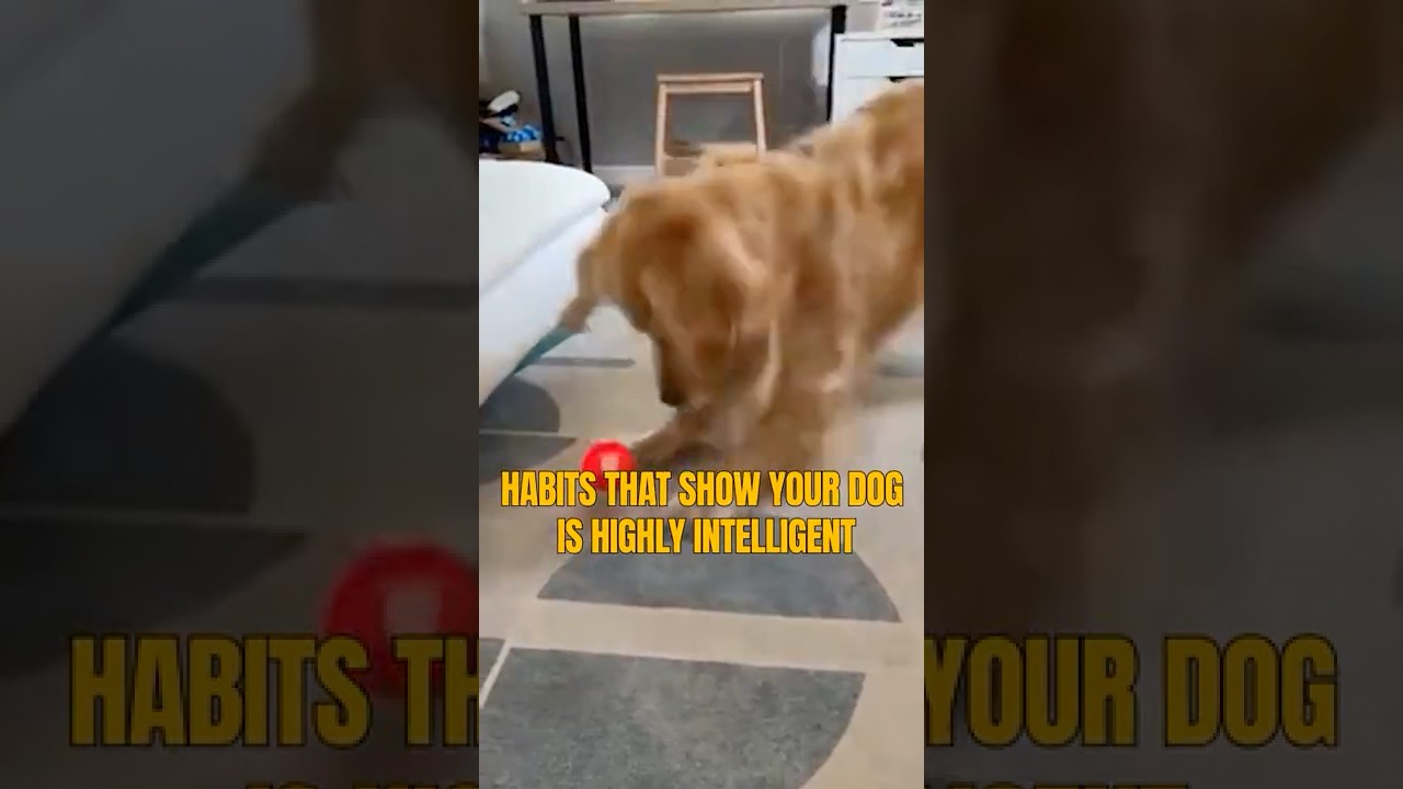 Habits That Show Your Dog Is Highly Intelligent