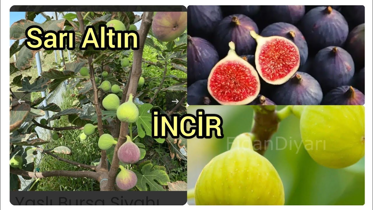 İNCIR YETİŞTİRİCİLİĞİ PARA KAZANDIRIRMI