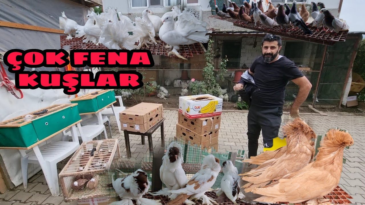 MUHTEŞEM KUTU AÇILIMI İLE KARŞINIZDAYIZ YİNE  FENA KUŞLAR VAR HIZLI OLAN KAZANIR