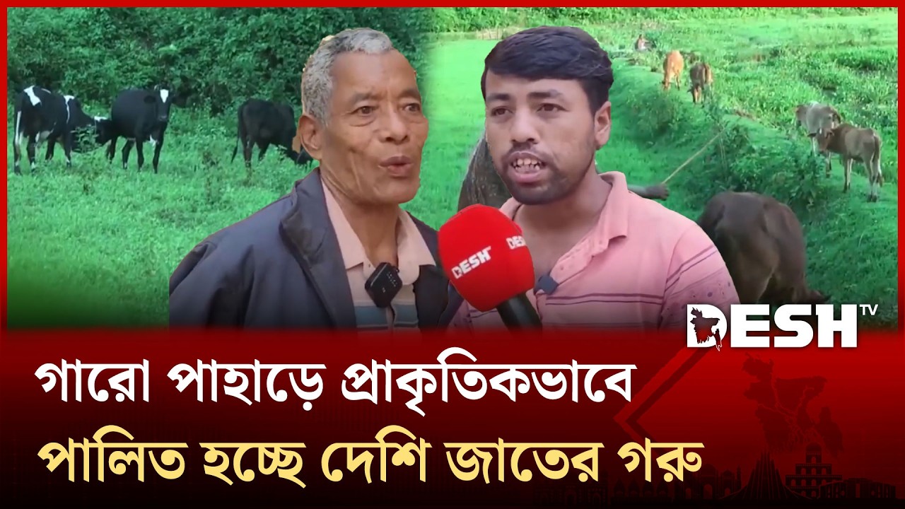 গারো পাহাড়ে প্রাকৃতিকভাবে পালিত হচ্ছে দেশি জাতের গরু | Sherpur | Cow | Garo Hill | Dersh TV