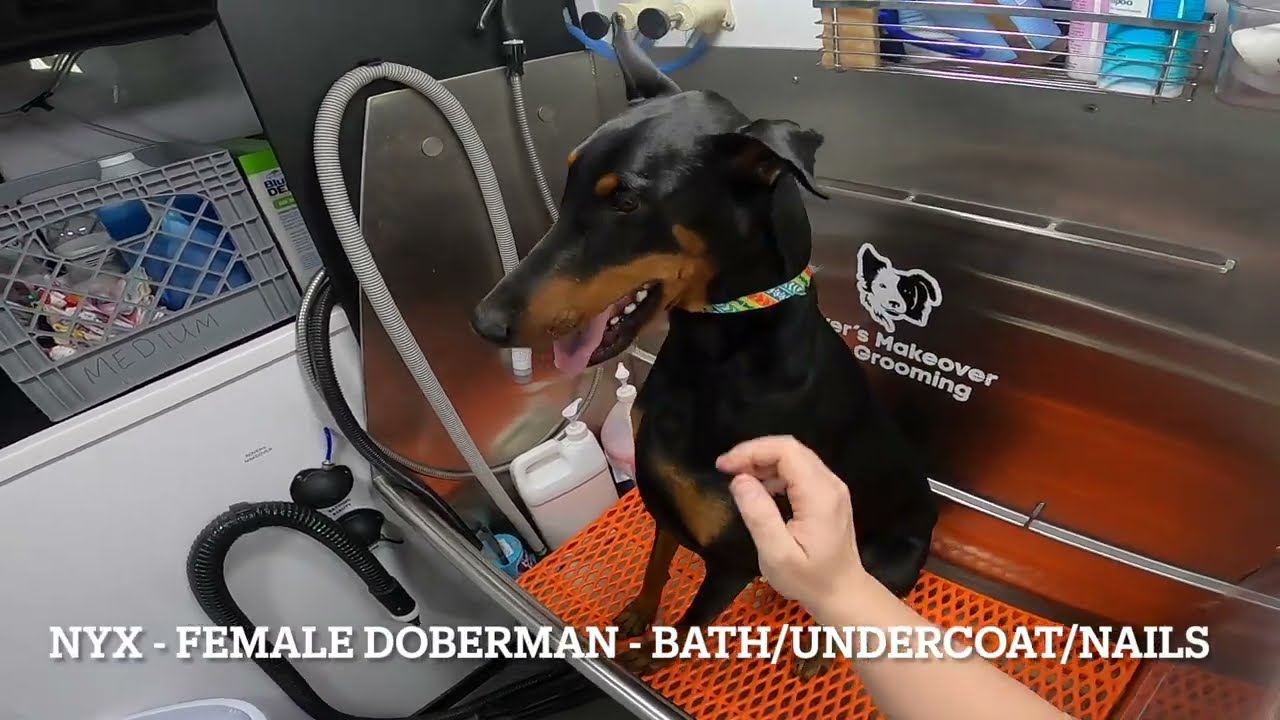 Beautiful Doberman!