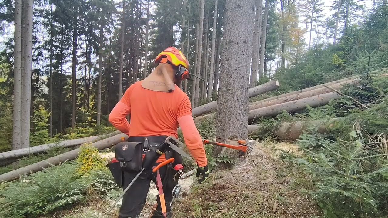 Koloběh lesa: aby vyrostl 🌲les🌲nový, tak starý musí pryč, 590-2025