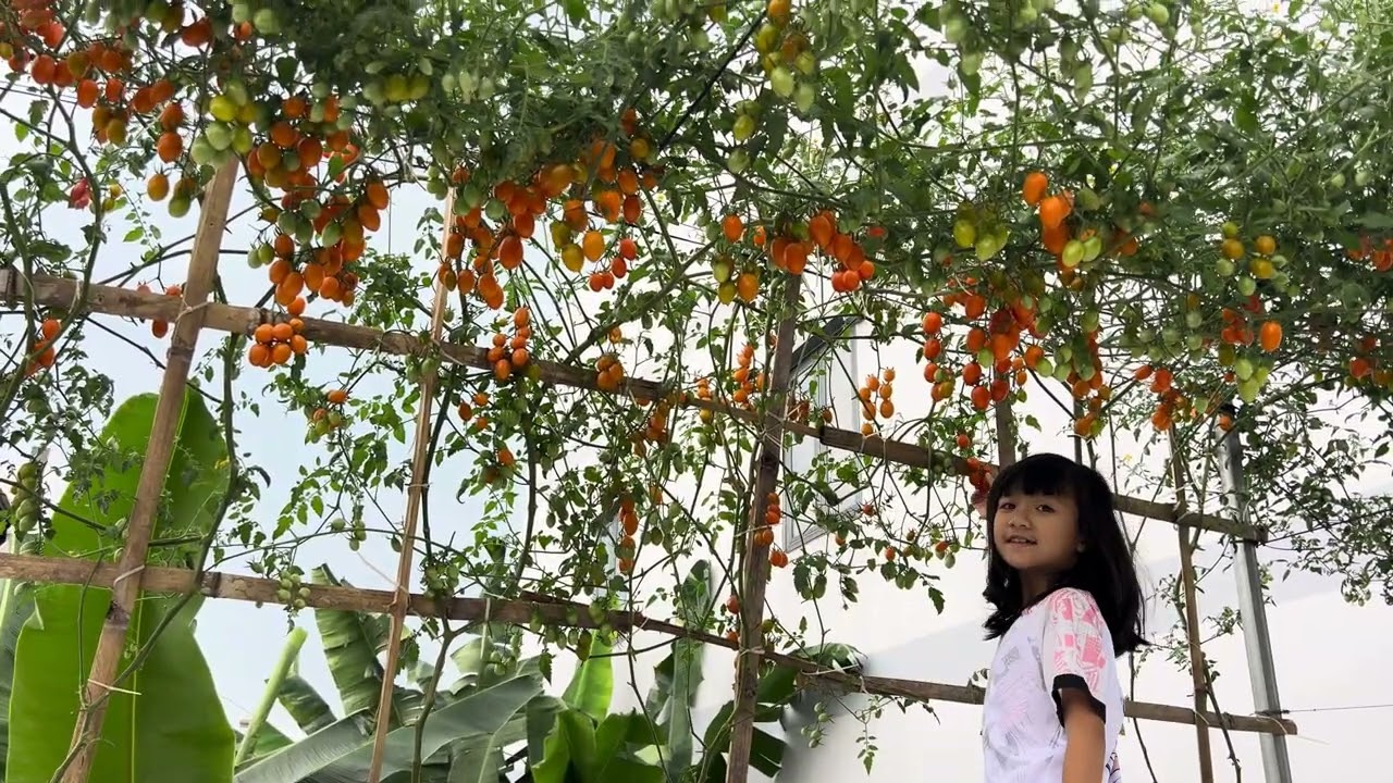Cô Ba Sam Thu Hoạch Cà Chua Nova