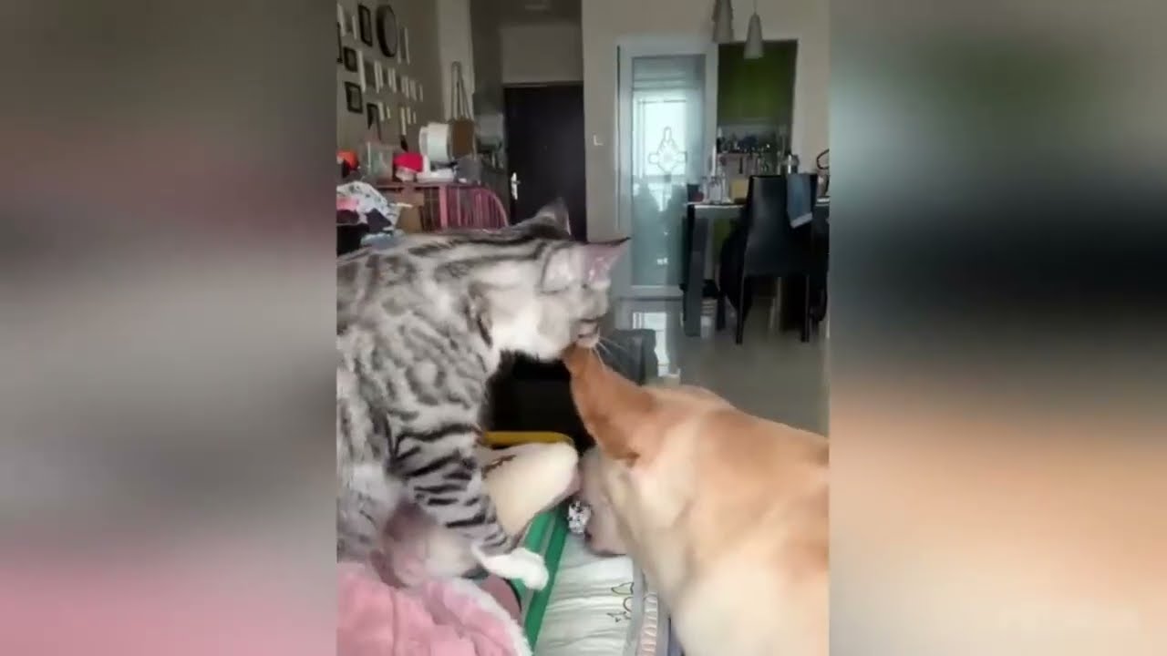 𝗖𝗮𝘁 𝗮𝗻𝗱 𝗗𝗼𝗴𝘀 𝗳𝘂𝗻𝗻𝘆 𝗺𝗼𝗺𝗲𝗻𝘁𝘀