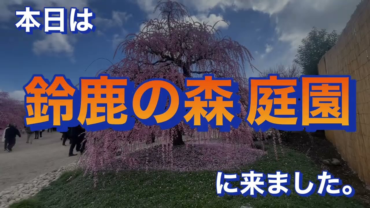 枝垂れ梅 満開 鈴鹿の森庭園に来ました。