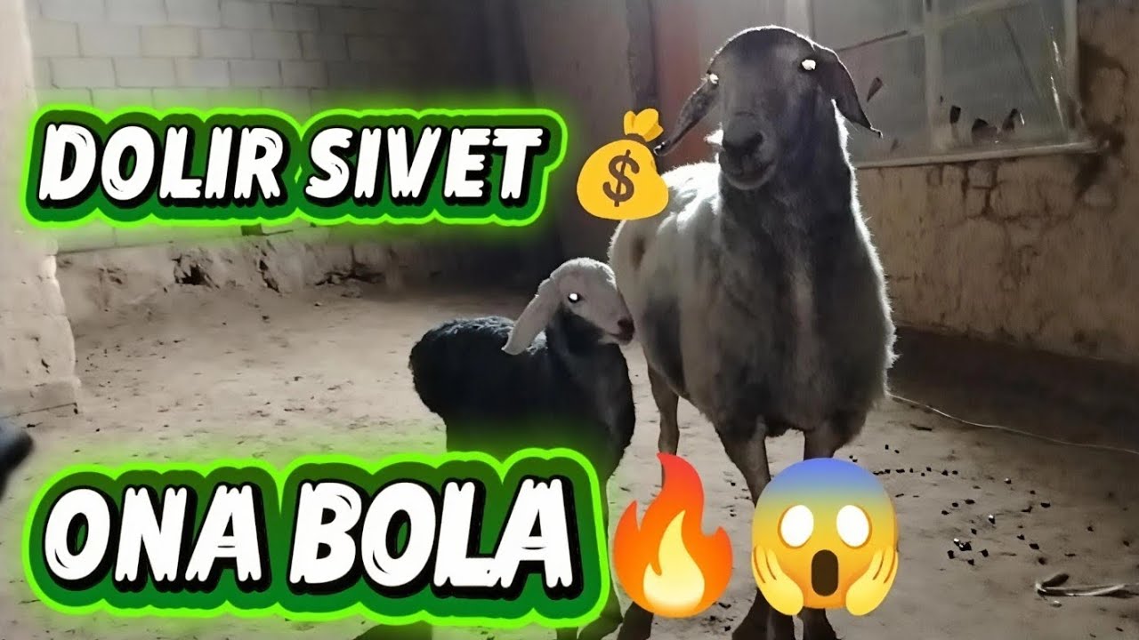 💵DOLIR🔥 SIVET🔥 ONA BOLA NAHT BO'G'OZ SOVLIQ