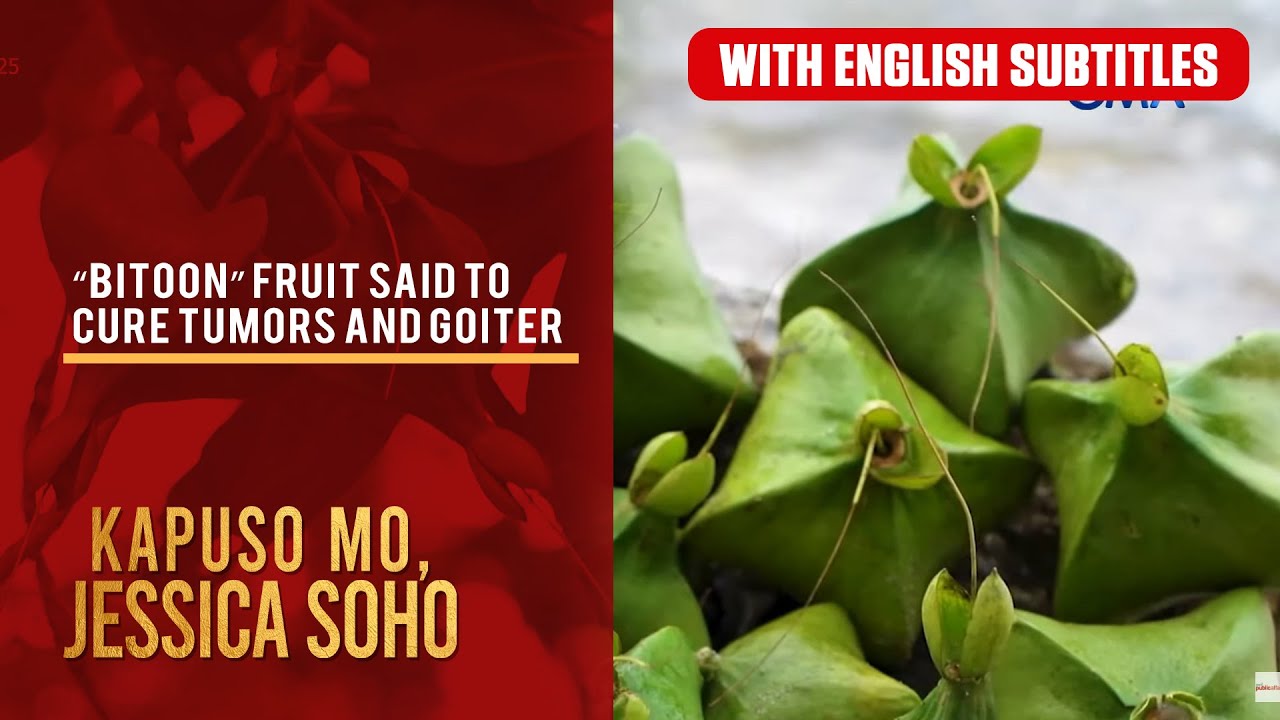 &ldquo;Bitoon&rdquo; fruit said to cure tumors and goiter? (with English subs) | Kapuso Mo, Jessica Soho