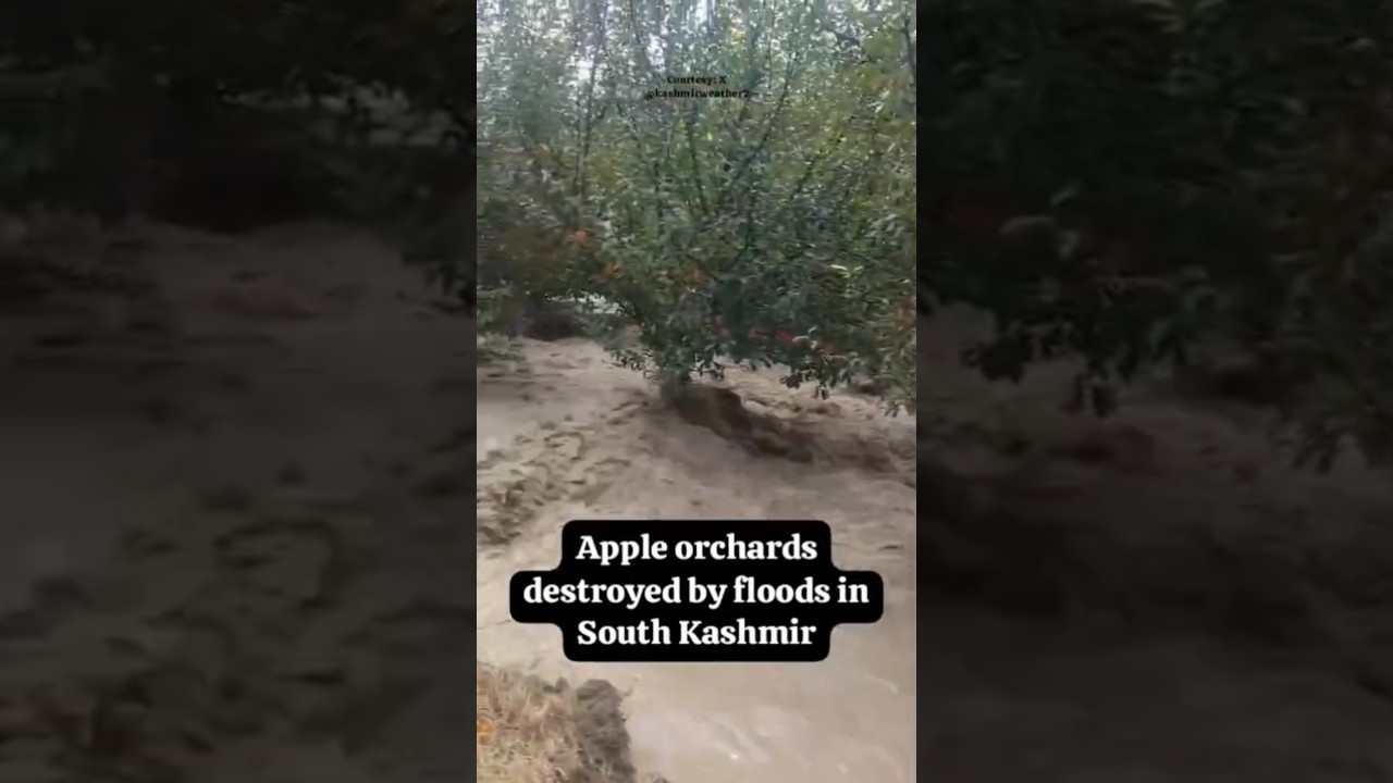 Kashmir On The Brink| Apple Orchards Destroyed By Raging Flood Currents #flood #kashmir #kashmirnews