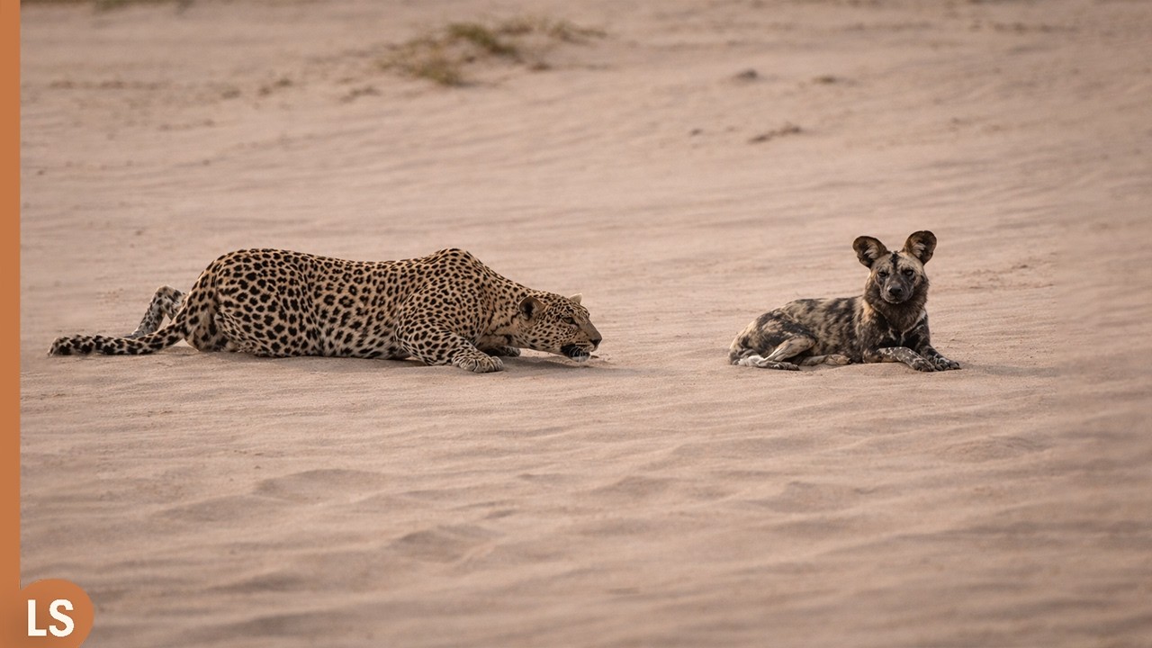 &iexcl;Este leopardo va a arrepentirse de atacar al perro salvaje!