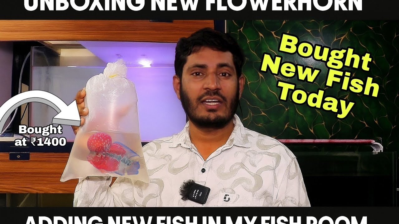 Unboxing New Flowerhorn &bull; Bought New SRD Flowerhorn today, Adding New fish Fishroom