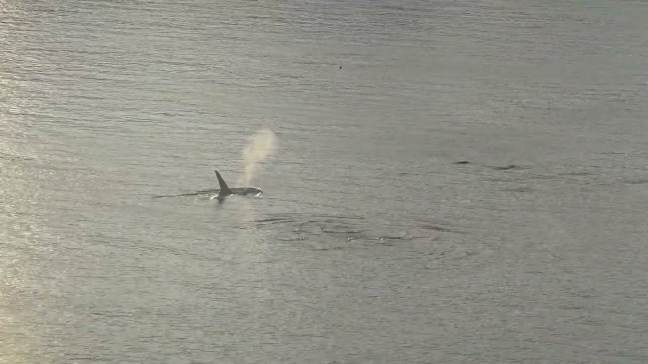 T019’s and others in Active Pass. December 5, 2025. 