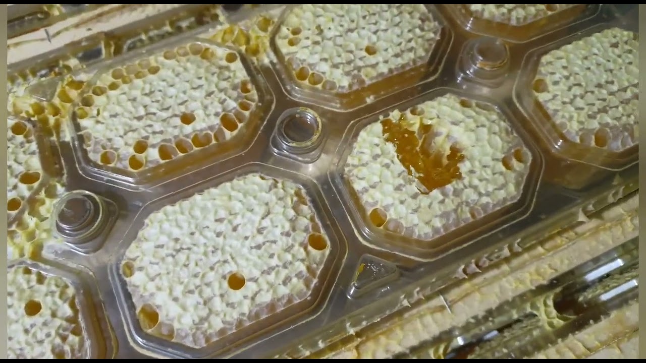 Запись из архива. Панский сот